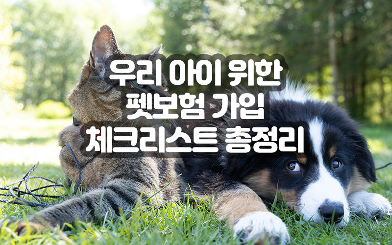 우리 아이 위한 펫보험 가입 체크리스트 총정리